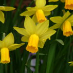 Flowers Dids01 003